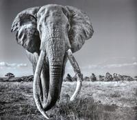 David Yarrow SPACE FOR GIANTS Coupler Print - Sold for $2,304 on 11-04-2023 (Lot 727).jpg